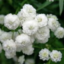 花苗 アキレア マシュマロ 1鉢 3～3.5号【お届け中】Achillea ptarmica 夏苗 夏 苗 花の苗 白花 耐寒性多年草 花壇 庭植え ガーデニング ガーデン イングリッシュガーデン ハッピーガーデン 2024SPR