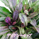 花苗 アジュガ ディクシーチップ 1鉢 2.5号～3号【お取り寄せ 通年販売】Ajuga tenorii Dixie Chip 銅葉 青花 グラン…