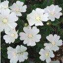 花苗 夏 アノダ シルバーカップ 1鉢 3.5号【お届け中】Anoda dilleniana Silver Cups 一年草 白花 庭植え 花壇 鉢植え 寄せ植...