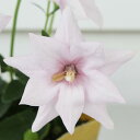 花苗 キキョウ アストラ ピンク 1鉢 3.5号【お届け中】Platycodon grandiflorus 耐寒性 多年草 苗 桃花 ききょう 桔梗 花の苗 バ...