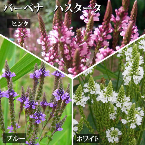 花苗 バーベナ ハスタータ 3種より選択 1鉢 3～3.5号Verbena hastata ピンク ブルー ホワイト 秋 冬 苗 宿根草 イングリッシュガーデン 鉢植え 庭植え ガーデニング 花壇 ハッピーガーデン