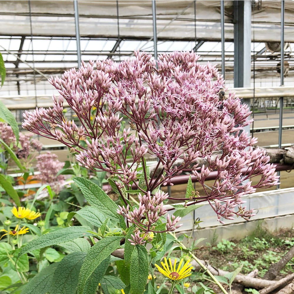楽天市場】花苗 フジバカマの通販 楽天市場】花苗 フジバカマの通販