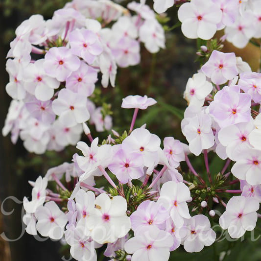 Rakuten - ポイント3倍 花苗 春 フロックス ブルーフレーム 1鉢 3〜3.5号【お届け中】Phlox 春苗 一年草 1年草 花苗 草丈低 イングリッシュガーデン 苗 鉢植え 庭植え ガーデニング ガーデン 花壇 【2026SPR】ハッピーガーデン