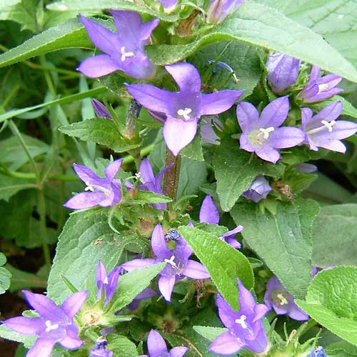 花苗 春苗 カンパニュラ グロメラータ 1鉢 3～3.5号【お届け中】Campanula glomerata 宿根草 青花 草丈高 夏苗 秋 冬 グランドカバー 苗 鉢植え 庭植え ガーデニング 花壇 夏 ハッピーガーデン