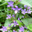 花苗 春苗 カンパニュラ グロメラータ 1鉢 3～3.5号【お届け中】Campanula glomerata 宿根草 青花 草丈高 夏苗 秋 冬 グランドカバー 苗 鉢植え 庭植え ガーデニング 花壇 夏 ハッピーガーデン