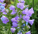 花苗 春 宿根草 カンパニュラ テルハムビューティ 1鉢3.5号【お届け中】Campanula persiciflolia Telham Beauty 花苗 宿根草 青花 イングリッシュガーデン ガーデニング ハッピーガーデン HappyGarden 2023AKI