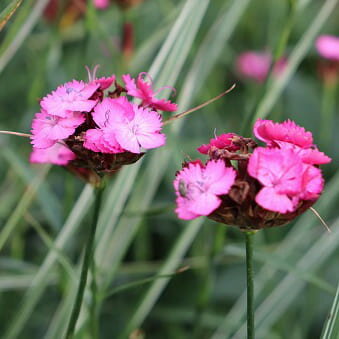 花苗 ダイアンサス カルシアナム 1鉢 3～3.5号Dianthus carthusianorum カルシアノム 耐寒性宿根草 ナデシコ なでしこ 桃花 イングリッシュガーデン 鉢植え 庭植え 寄せ植え ガーデニング 花壇 2024春 ハッピーガーデン