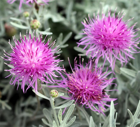 花苗 セントーレア ギムノカルパ 1鉢 3～3.5号【お届け中】Centaurea gymnocarpa 宿根草 桃花 カラーリーフ シルバーリーフ イングリッシュガーデン 苗 鉢植え 庭植え ガーデニング 花壇 秋 冬 ハッピーガーデン 【2023AKI】