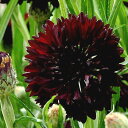 花苗 春苗 セントーレア ブラックボール 1鉢 3～3.5号【お届け中】Centaurea Black Ball 一年草 耐寒性 草丈中 黒花 矢車草 イングリッシュガーデン 春植え ハッピーガーデン HappyGarden 2024SPR