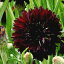 ϥåԡǥ㤨ֲ  ȡ쥢 ֥åܡ 1ȭ 3?3.5ڤϤCentaurea Black Ball ǯ Ѵ    󥰥å奬ǥ տ ϥåԡǥ HappyGarden 2024SPRפβǤʤ550ߤˤʤޤ