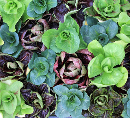 苗 ハーブ 苗 チコリ 1鉢 3号ロングポット【お届け中】Cichorium intybus 多年草 野菜 カラーリーフ 花..