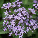 花苗 春 バーベナ コロンボーサ 1鉢 3〜3.5号【お届け中】Verbena corymbosa 冬 多年草 耐寒性 イングリッシュガーデン バーベナ コリン...