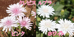クレピス ルブラ 2色からセレクト 1鉢 春苗 Crepis rubraのサムネイル