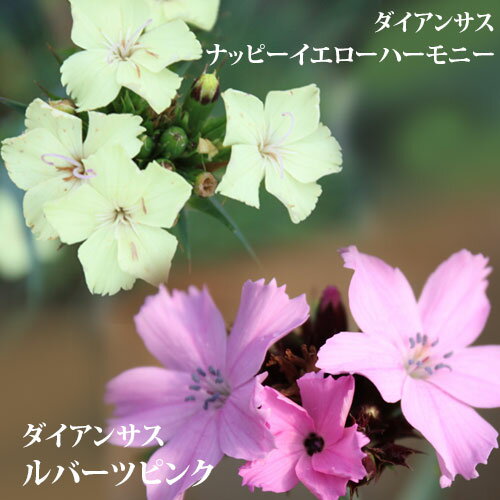 花苗 ダイアンサス ナッピーイエローハーモニー1鉢 3～3.5号【お届け中】Dianthus carthusianorum 春 冬 多年草 ナデ…