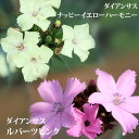 花苗 ダイアンサス ナッピーイエローハーモニー1鉢 3～3.5号【お届け中】Dianthus carthusianorum 春 冬 多年草 ナデシコ イングリッシュガーデン 苗 鉢植え 庭植え 花壇 ハッピーガーデン【2023AKI】