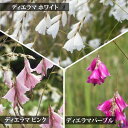 花苗 天使の釣り竿 ディエラマ 3種より選択 1鉢 3～3.5号 ロングポット Dierama pendulum 春冬 多年草 イングリッシュガーデン 苗 鉢植え 庭植え ガーデニング 花壇 ハッピーガーデン