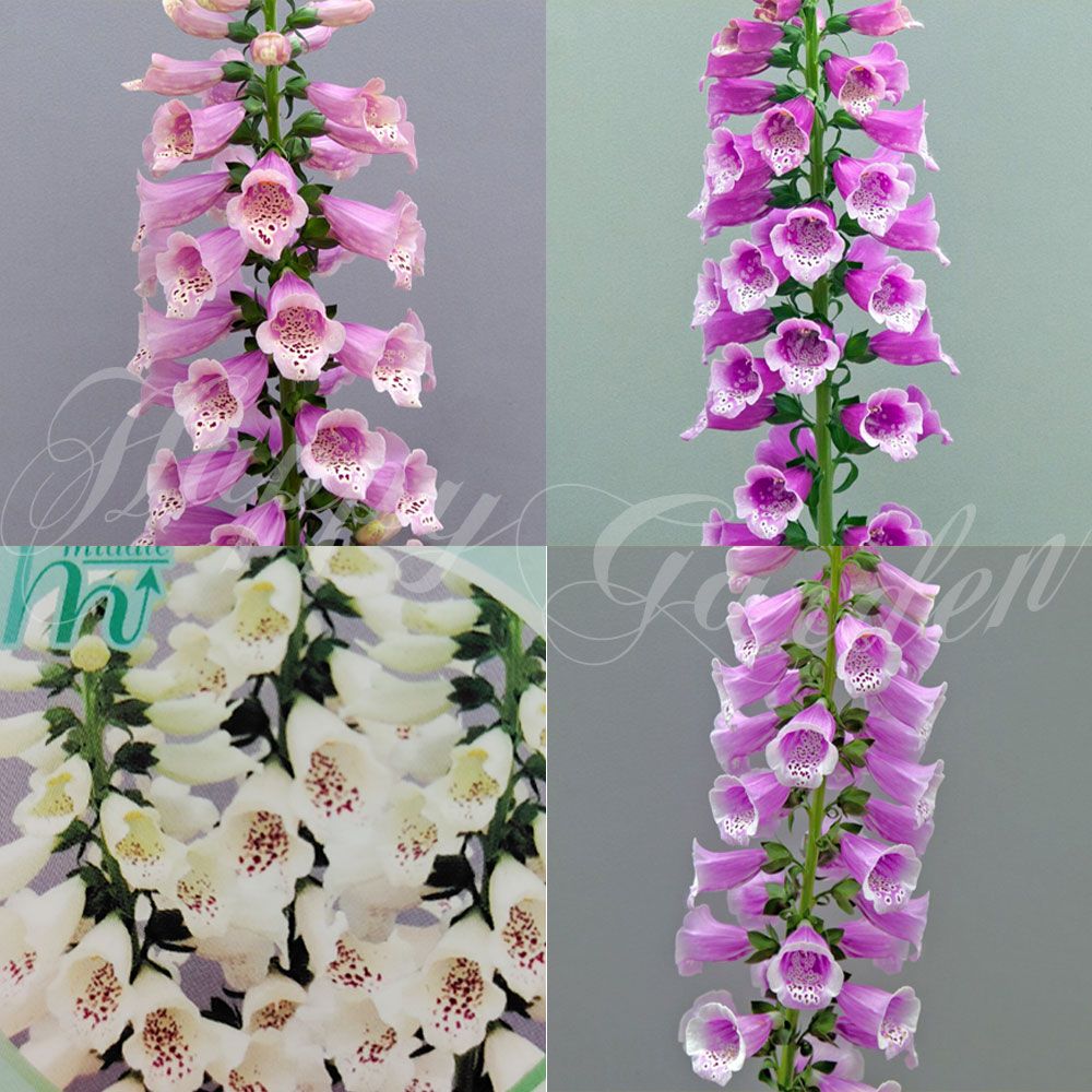 花苗 ジキタリス ドッティシリーズ 4種から選べる 1鉢 3～3.5号【お届け中】Digitalis 秋 冬 春 苗 草丈中 桃花 多年草 イングッシュガーデン 花壇 鉢植え 庭植え ハッピーガーデン【2023AKI】