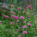 花苗 夏 千日紅 ファイヤーワークス 1鉢 3〜3.5号【お届け中】Gomphrena Fireworks 千日草 センニチコウ 一年草 草丈低中 夏の花 苗 ...