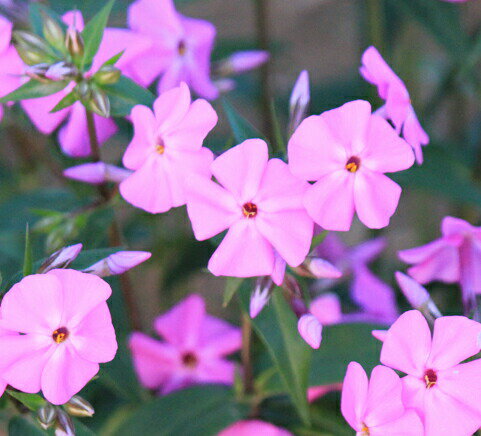 花苗 春苗 宿根草 フロックス カロリナビルベイカー 1鉢 3.5号【お届け中】Phlox carolina Bill Baker 夏苗 冬苗 草…