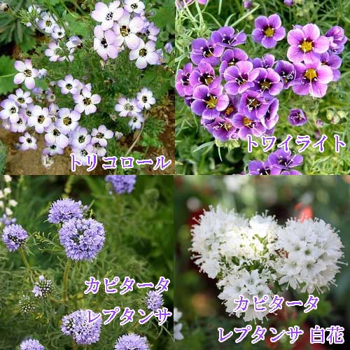 ＼Point2倍／花苗 春 ギリア 4種類よ