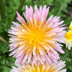 花苗 春 緋紅 ピンク 花 たんぽぽ 苗 1鉢 3.5号【お届け中】Taraxacum pseudoroseum 紅たんぽぽ ヒベニ タンポポ 緋紅蒲公英 花 ガーデン 春植え 耐寒性 多年草 草花 花壇 コンテナ ガーデニング 桃色 Pink ロゼッタ状 草丈低【2024SPR】ハッピーガーデン