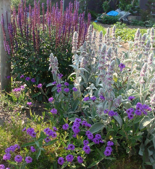 花苗 バーベナ リギダ ベノーサ 1鉢 3.5号【お届け中】Verbena rigida venosa 宿根草 青花 イングリッシュガーデン 多年草 グランドカバー ハッピーガーデン 2023AKI