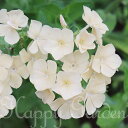 花苗 春苗 フロックス イザベリーナ 1鉢 3～3.5号【お届け中】Phlox 一年草 1年草 花の苗 イングリッシュガーデン 苗 鉢植え 庭植え 花壇 ガーデニング ガーデン【2024SPR】ハッピーガーデン