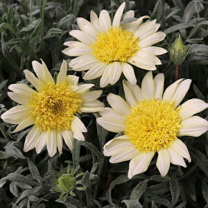 花苗 夏苗 ガザニア レモンスワール 1鉢 3〜3.5号【お届け中】Gazania 菊 きく キク 黄花 半耐寒性宿根草 夏 多年草 庭植え 鉢植え ガーデン ガーデニング イングリッシュガーデン 花の苗 苗物 苗 ハッピーガーデン