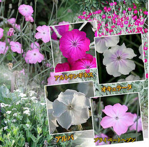 花苗 リクニス 4種より選択 1鉢 3.5号【お届け中】 Lychnis coronaria alba アトロサンギネス アルバ オキュラータ プライベートヘブン 宿根草 銀葉 カラーリーフ 庭植え 花壇 ガーデニング 冬 ハッピーガーデン【2023AKI】