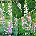 花苗 夏苗 リナリア プルプレア 3種より選択 1鉢 3〜3.5号ロングポット【お届け中】Linarria Pruprea 姫金魚草 宿根草 苗 白花 桃花 青...