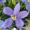 花苗 イソトマ メガスター ブルー 1鉢 3.5号【お届け中】Isotoma axillaris 草花 青花 多年草 庭植え 鉢植え 花壇 ラウレンティア ロー...