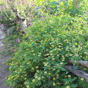 花苗 メランポジューム 1鉢 3~3.5号【お届け中】Melampodium divaricatum(M. paludosum)苗 黄花 1年草 一年草 草花 夏花 イングリッシュガーデン 庭植え 鉢植え 夏 ハッピーガーデン