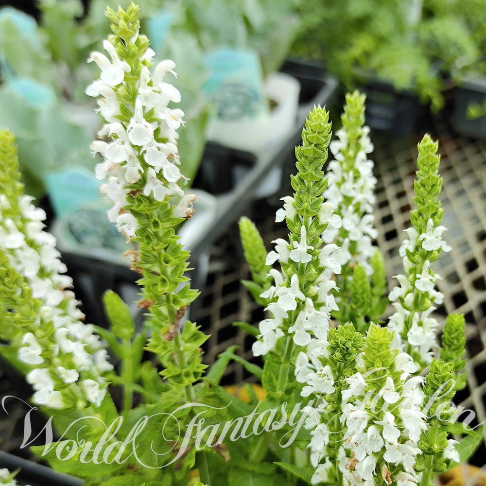 花苗 春苗 サルビア ネモローサ メルロー ホワイト 1鉢 3～3.5号 Salvia nemorosa 夏 秋 宿根草 草丈低い 白花 夏の花 イングリッシュガーデン 寄せ植え 花壇 鉢植え グランドカバー 春植えハッピーガーデン HappyGarden