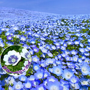 花苗 春 ネモフィラ 4種から選べる 3～3.5号【先行予約2月下旬～お届け】Nemophila 苗 一年草 春苗 青花 苗 鉢植え 庭植え ガーデニング 花壇 【2024SPR】 ハッピーガーデン