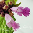 花苗 春 ネペタ ピンクパンサー 1鉢 3.5号【お届け中】Nepeta pinkpanther 多年草 桃花 苗 ガーデン イングリッシュガーデン カラーリー...