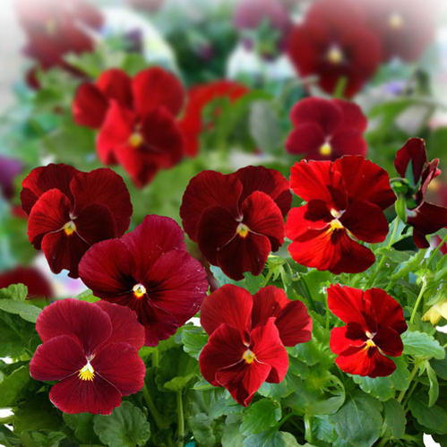 クランベリー苗　かわいいお庭 楽天市場】クランベリー 苗（開花時期冬）の通販