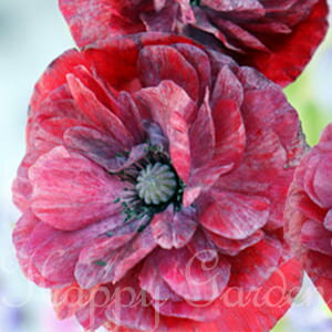 花苗 春 パパバー パンドラ 1鉢 3～3.5号  Papaver rhoeas Pandora パパ―バー ポピー シャーレ―ポピー 赤花 耐寒性一年草 1年草 春苗 花の苗 苗 ガーデン ガーデニング ハッピーガーデン 