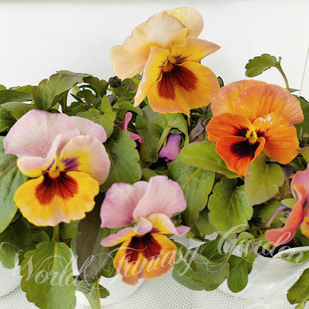 花苗 パンジー わらく アプリコットティー 2鉢セット 3.5号【お届け中】viola 一年草 耐寒性一年草 鉢植え 地植え 花壇 庭植え 寄せ植え イングリッシュガーデン ガーデニング 花の苗 ヴィオラ ビオラ スミレ お花 ハッピーガーデン【2025P】2015pのサムネイル