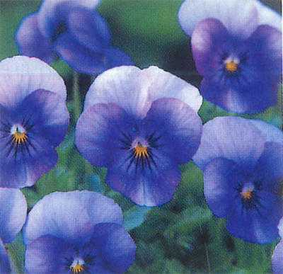 花苗 秋 ビオラ ビビ アイスブルー 2鉢セット【お届け中】ビオラ 苗 花苗 秋苗 一年草 viola イングリッシュガーデン 寄せ植え ガーデニング 鉢植え 庭植え 花壇 ハッピーガーデンのサムネイル