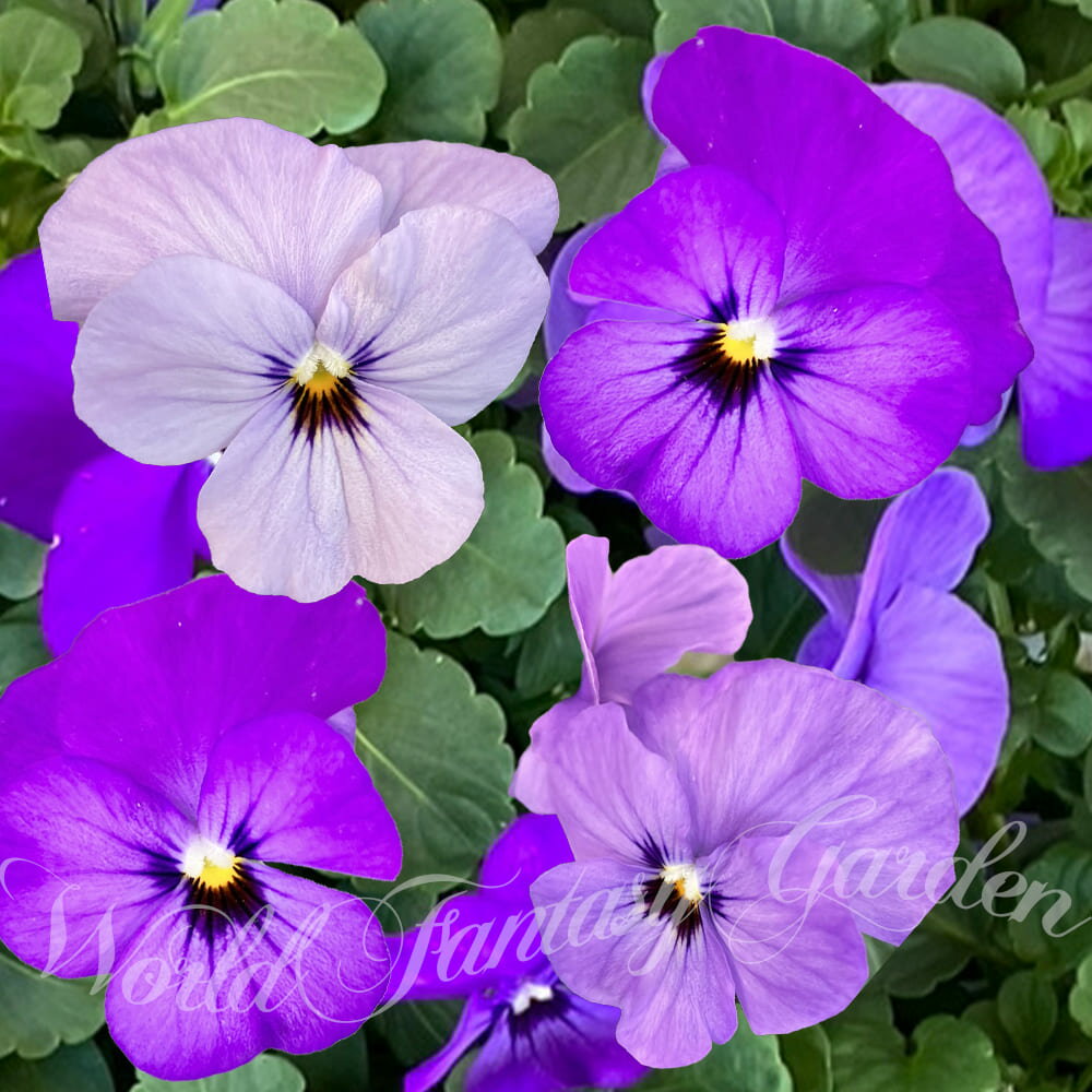 花苗 春 ビオラ ふじいろももか 3.5号 2鉢セット【お届け中】viola 苗 冬 春 花 一年草 イングリッシュ..