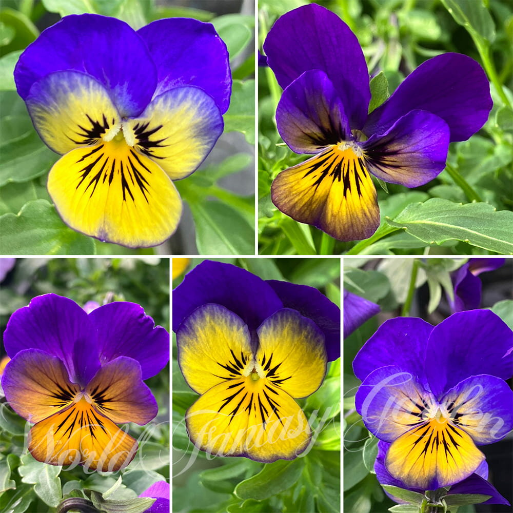 花苗 ビオラ FP ゴールデンブルース 3.5号 2鉢セット【お届け中】ビオラ 苗 花苗 冬 Pansy 一年草 イングリッシュガーデン 花 ガーデニング 寄せ植え 鉢植え 庭植え 花壇 2024VIのサムネイル