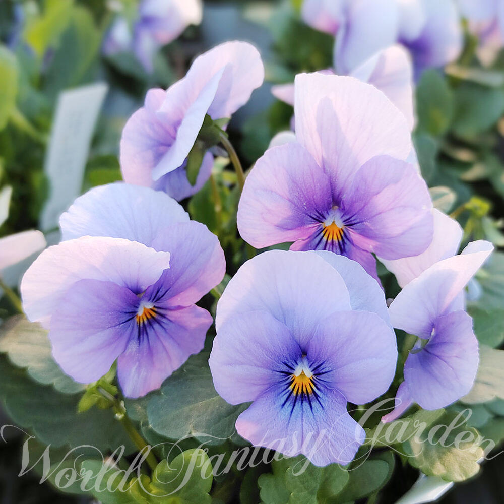 花苗 春 ビオラ ソルベ アイシーブルー 3.5号 2鉢セット【お届け中】ビオラ 苗 花苗 冬 一年草 viola ..