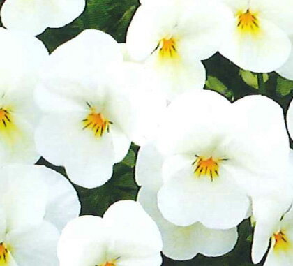 花苗 春 ビオラ みるくももか 3.5号 2鉢セット【お届け中】ビオラ 苗 花苗 春 花 一年草 viola イングリッシュガーデン 寄せ植え ガーデニング 鉢植え 庭植え 花壇 耐寒性一年草【2025V】1230vのサムネイル