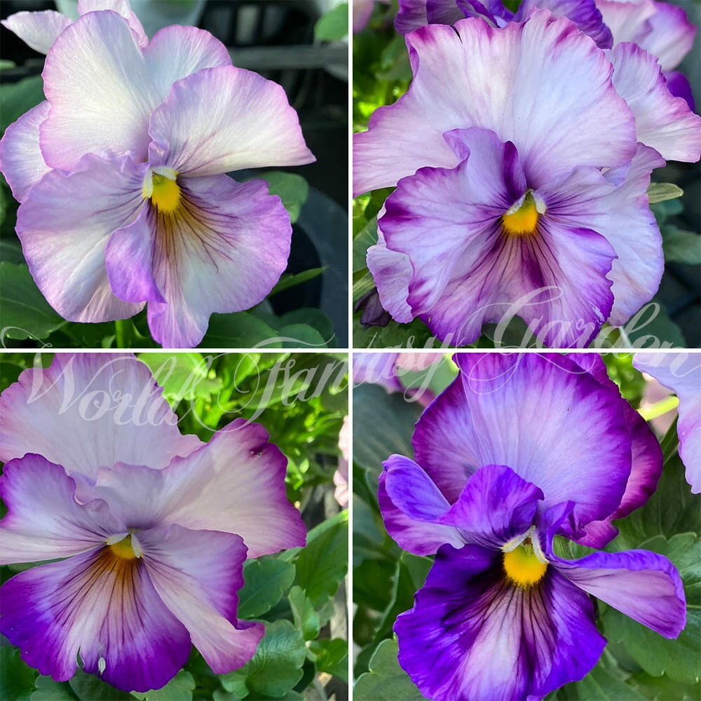 花苗 春 冬 パンジー インスパイアプレミアム ラベンダーピンク 3.5号 2鉢セット【先行予約　お届け11月中旬】パンジー 苗 冬 苗 一年草 Pansy 寄せ植え 庭植え ガーデニング イングリッシュガーデン 花壇 ハッピーガーデン【2025P】2015pのサムネイル