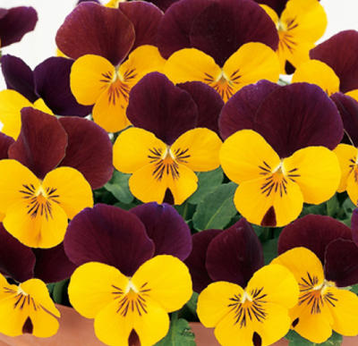 花苗 春 ビオラ ピエナ プリン 3.5号 2鉢セット【お届け中】ビオラ 苗 花苗 花 秋 冬 一年草 viola イ..