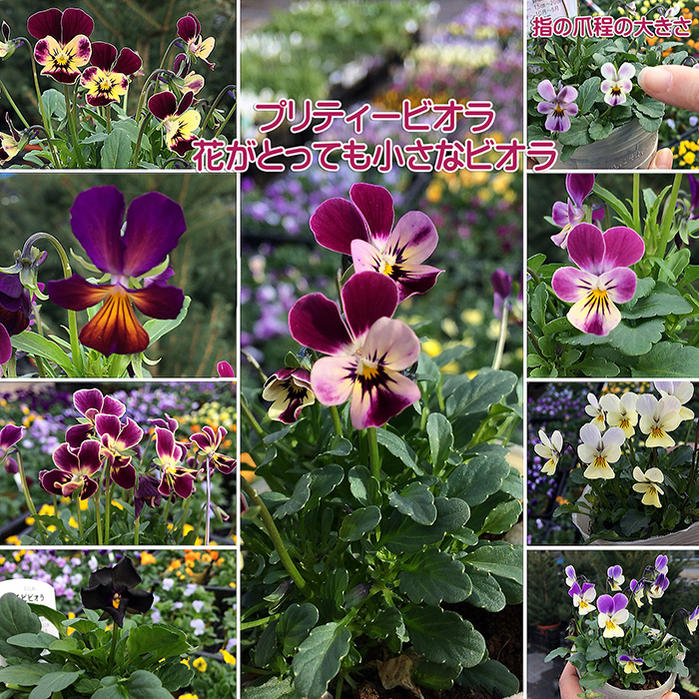 苗 花苗 ビオラ リトルコニー MIXカラー 1鉢 セット マイクロビオラ プリティービオラ【お届け中】花苗 春 冬 一年草 苗 花の苗 viola イングリッシュガーデン 寄せ植え ガーデニング 鉢植え 庭植え 花壇【2025V】のサムネイル