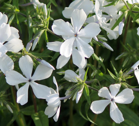 花苗 春 フロックス ディバリガータホワイト(パフュームホワイト) 1鉢3〜3.5号【お届け中】Phlox Clouds Of Perfume White ツルハナシノブ 2022sprのサムネイル