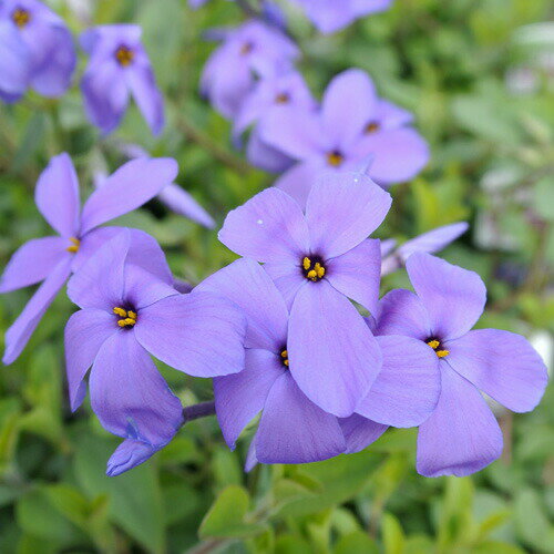 花苗 夏 フロックス シアウッドパープル 1鉢3～3.5号 【お届け中】 Phlox stolonifera Sherwood Purple青花 宿根草 …