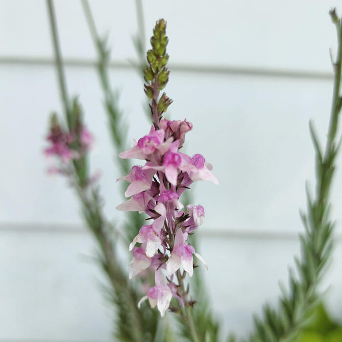 花苗 リナリア ピンクキス 1鉢 3～3.5号【お届け中】Linaria 春 夏 宿根草 苗 桃花 草丈中高 イングリッシュガーデン…