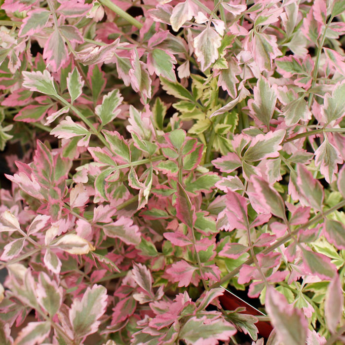 花苗 春苗 斑入りセリ ピンクバリエガーター フラミンゴ 1鉢 2.5～3.5号【お届け中】Oenanthe Pink Variegata 多年草…